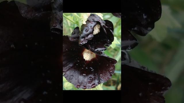 Rose trémière noire: Alcea rosea nigra [ethnoplants] смотреть онлайн