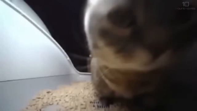 Типи типи тяпа тяпа смотреть онлайн