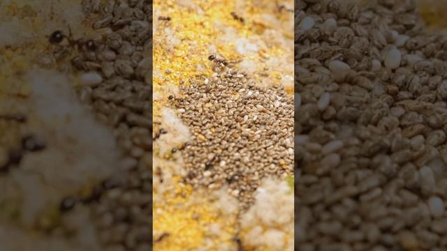 МУРАВЬИ ЖНЕЦЫ ПРОТИВ ГУСЕНИЦ! Messor ebeninus! #муравьи #муравьинаяферма #животные #насекомые смотреть онлайн