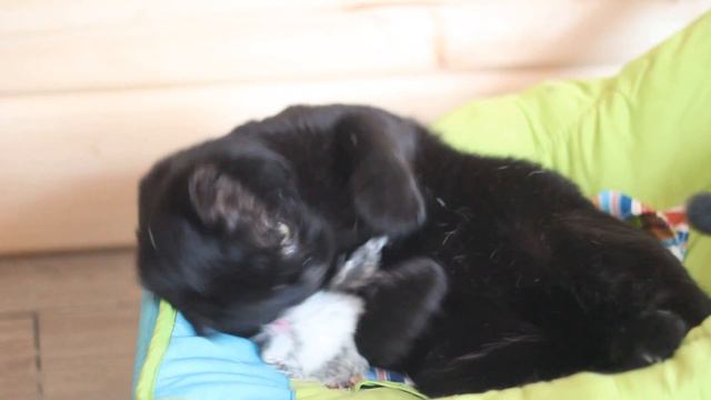 Кот с игрушкой смотреть онлайн