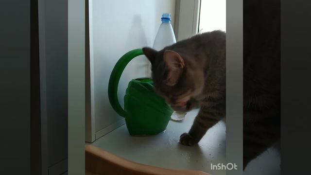 Кот пьет из лейки лапкой смотреть онлайн