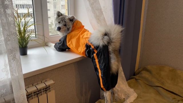 Посмотрю в окно лучше)) смотреть онлайн