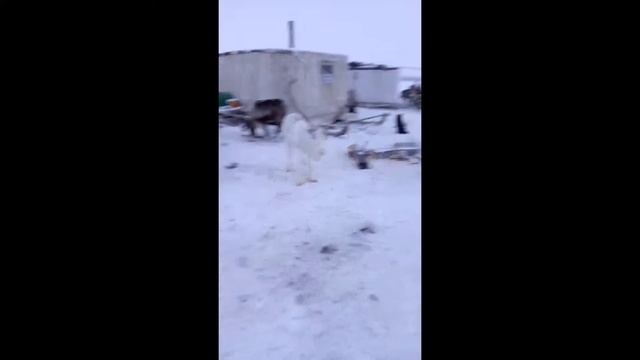 Поездка к друзьям- оленеводам. смотреть онлайн