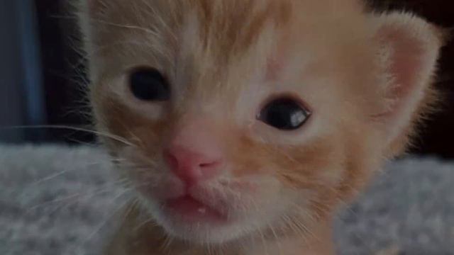 Cat Has One Kitten Right After Coming to Shelter смотреть онлайн