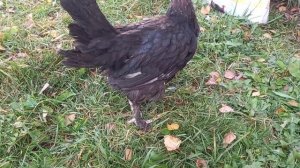 МЕГАКОРМ - честный отзыв!!! Стоит ли он своих денег?