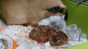 #свиноморье питомник. родились малыши морские свинки