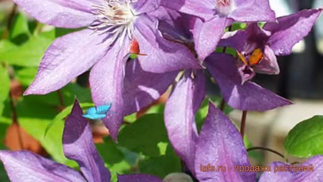 Клематис крупноцветковый Дороти Валтон ? обзор: как сажать, саженцы клематиса Дороти Валтон смотреть онлайн