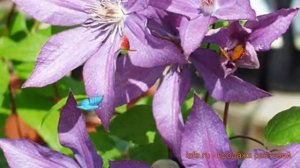 Клематис крупноцветковый Дороти Валтон ? обзор: как сажать, саженцы клематиса Дороти Валтон