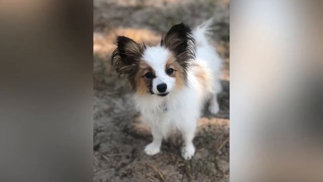 Моя любимая деревня глазами иностранцев. Дивногорье. смотреть онлайн