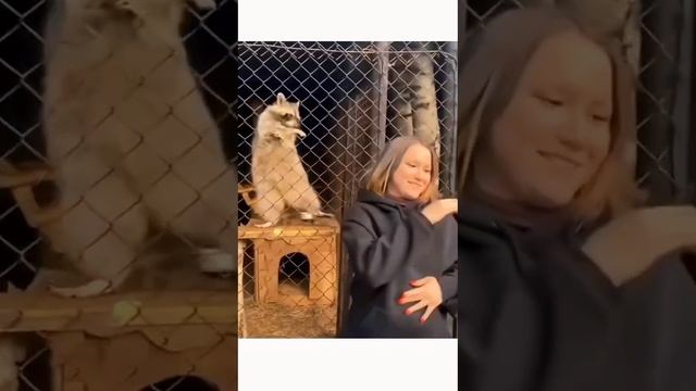 Смешные животные. смотреть онлайн