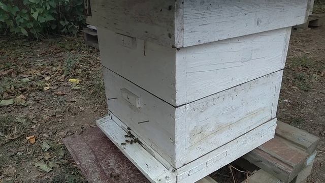 Гибель старых и больных пчел после обработок маслом полыни таврической.Хорошо это или плохо? смотреть онлайн