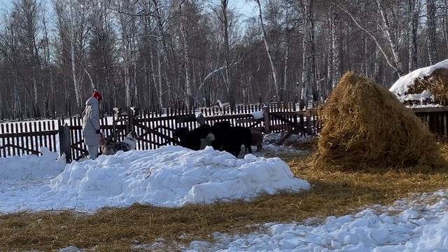 Сдача ТПИ с АУССИ | Тюмень, Школа пастухов | Судья Мария Кобликова смотреть онлайн