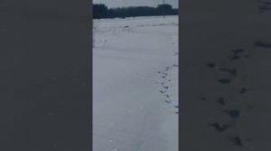 Прикорм косули/косуля зимой/чем питаются косули