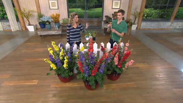 Roberta's 6-pc. Short & Sweet Celebrities Series Hollyhock on QVC смотреть онлайн