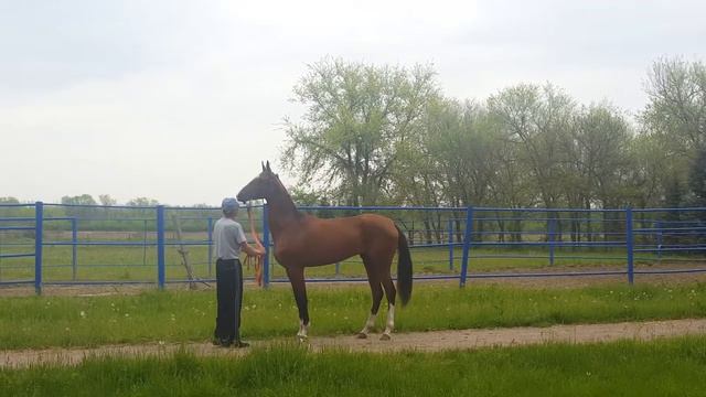 Ставропольский конный завод смотреть онлайн
