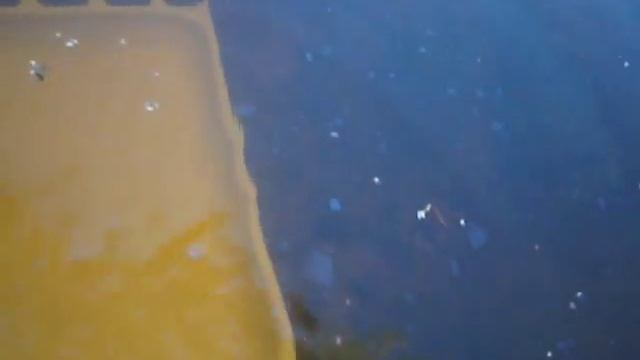 Кормушка для карпа в садовом пруду. смотреть онлайн