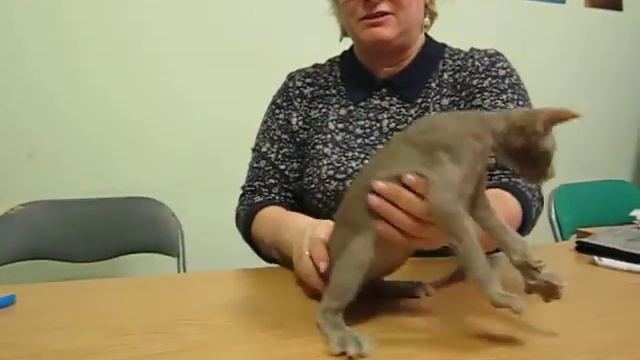 Eastern Family's Urman. Актировка в клубе. смотреть онлайн