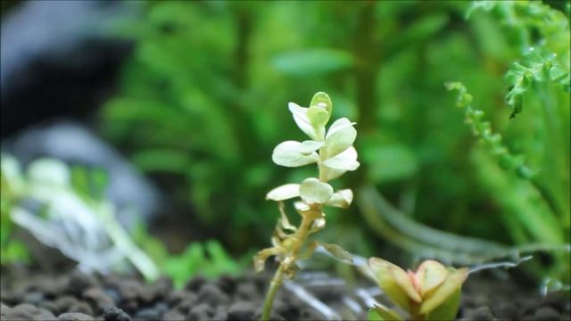 Misidentified Aquarium Plants ep. 5 Rotala Indica смотреть онлайн