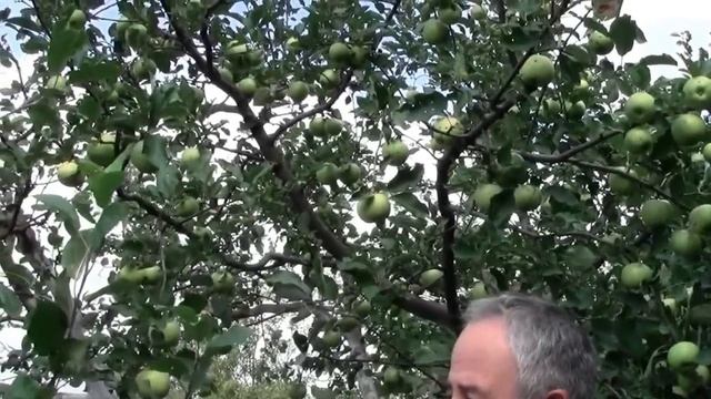 @ЯБЛОНЯ МУТСУ белые яблоки, явблоня МЕЛЬБА красные яблоки смотреть онлайн