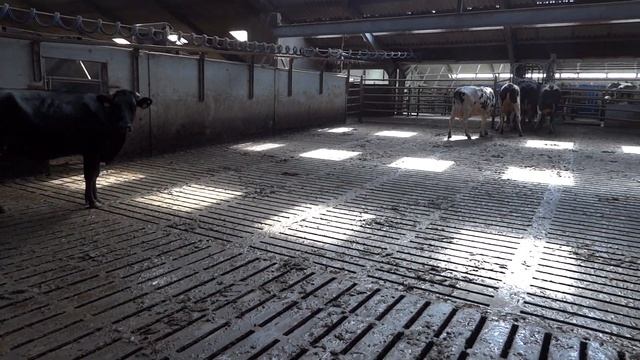 A4.Cows go to milking смотреть онлайн