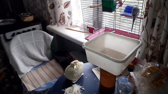 ГОТОВИМ ВМЕСТЕ КАПУСТА МОЛОДАЯ ТУШУ СОЛЮ БЮДЖЕТНО смотреть онлайн