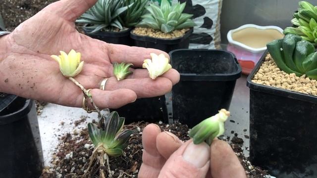 Haworthia Collection -    Repotting Dividing And Care