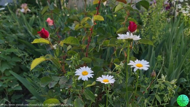 Нежное пение птиц исцеляет, восстанавливает нервную систему/Звуки природы/Birdsong/Sounds of nature смотреть онлайн