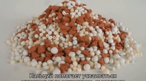 Подкормка кукурузы