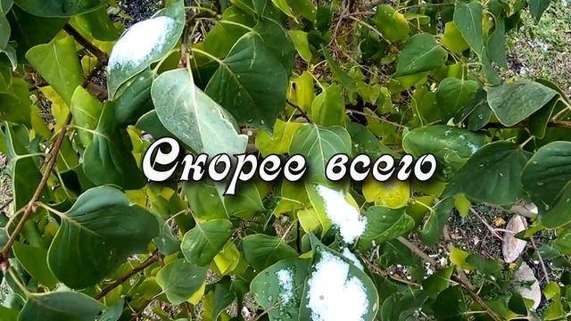 Первый снег... вот и он, первый снег... смотреть онлайн
