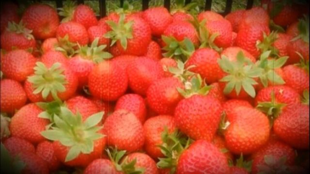 Клубника сорта кимберли особенности выращивания, ухода и хранения смотреть онлайн