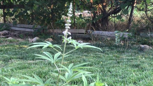 🍒Витекс священный - что это?! смотреть онлайн