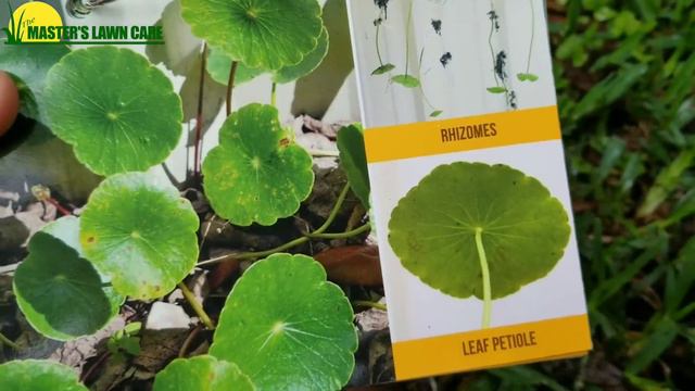 What type of weed is this in my Gainesville Lawn? Dichondra or Dollarweed? смотреть онлайн