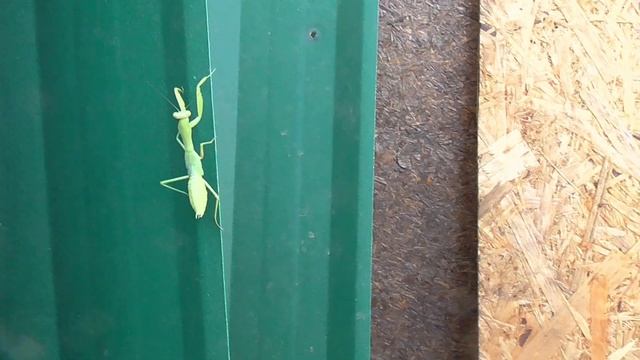 ЧТО она ВЫТВОРЯЕТ.....ТАНЕЦ САРАНЧИ,