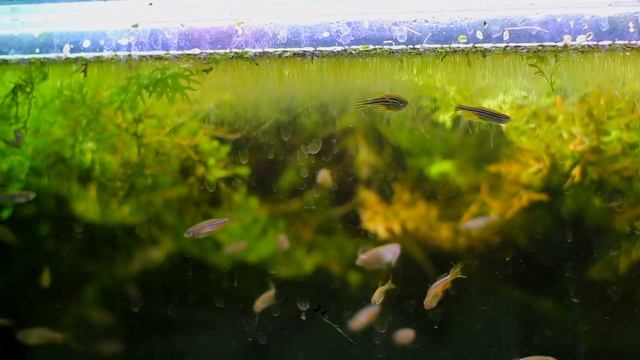 Angelfish Tank Mates: 10 Fish You Can Keep with Angelfish смотреть онлайн