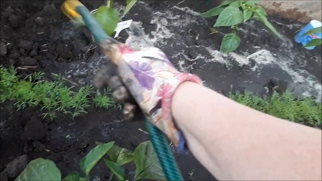 Хорошо на даче в хорошую погоду/ Подкормила свои растюшки... смотреть онлайн