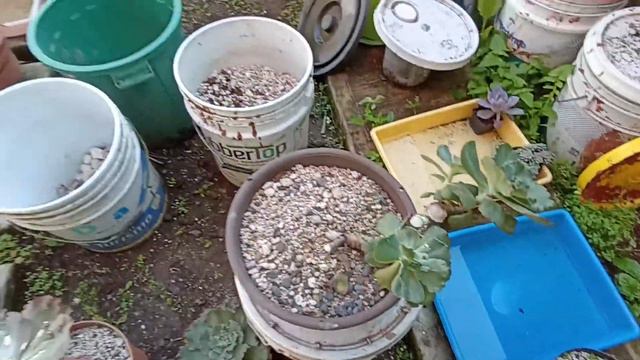 Echeveria Marcus Jones ...cortando esquejes -45- 🤗🌵 смотреть онлайн