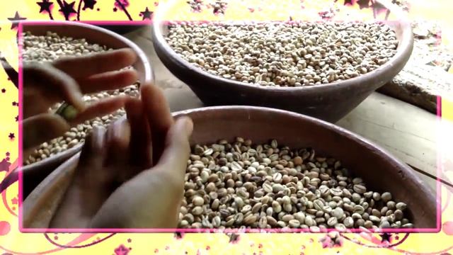 Кофе лювак на Бали. Всё, что вы хотели знать о его производстве смотреть онлайн