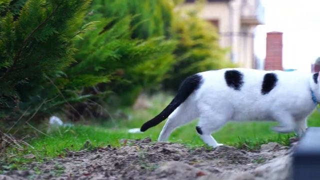 Blachodachówka hybrydowa Centro Standard Gloss RAL 3005 смотреть онлайн