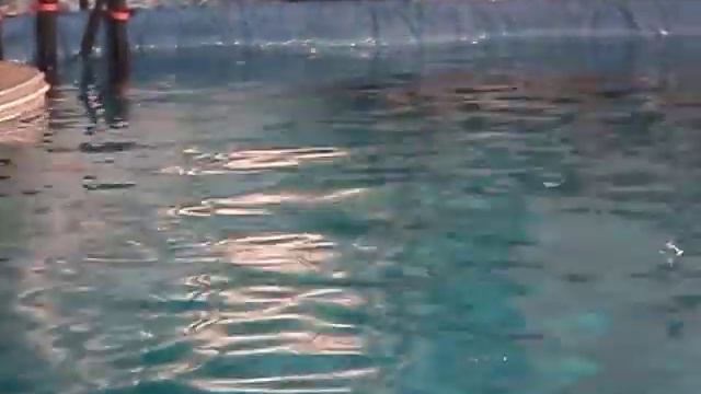 Дельфин шоу г Томск.AVI смотреть онлайн