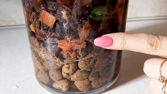 Плесень в горшке у ОРХИДЕИ. Избавление на старте развития смотреть онлайн