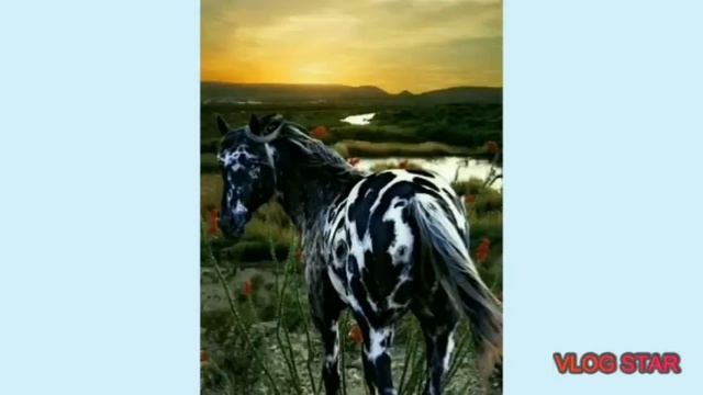 Красивые картинки лошадей! смотреть онлайн