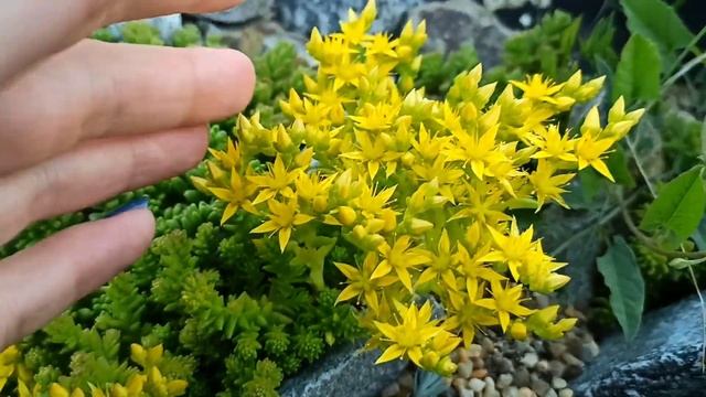 Обзор клумбы с зимостойкими кактусами и суккулентами. 9 июня 2023 г. Колючки и котики смотреть онлайн