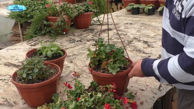 Как подготовить и сохранить зимой маточники цветов- сурфиния, пеларгония, бальзамин. смотреть онлайн
