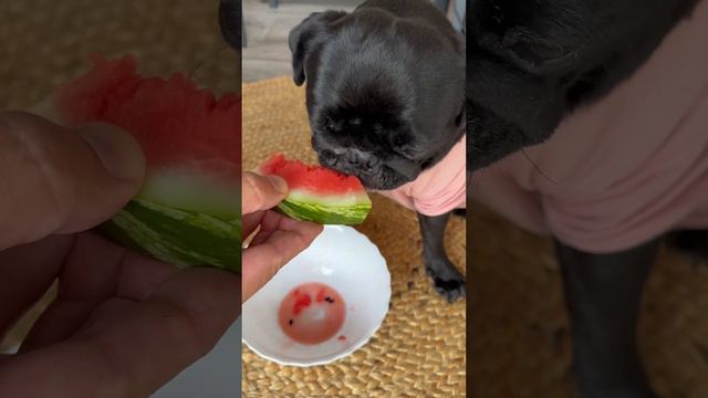 Мопсик и арбуз ч.2 #мопс #черныймопс #дрессировкасобаки смотреть онлайн
