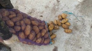 Картофель сорт Скарб