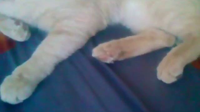 TAG: Мой пушистый друг