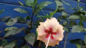 Гибискусы цветут. Сорта гибискусов. Обзор сортов  Cairo White и Dauble Peach Hibiscus