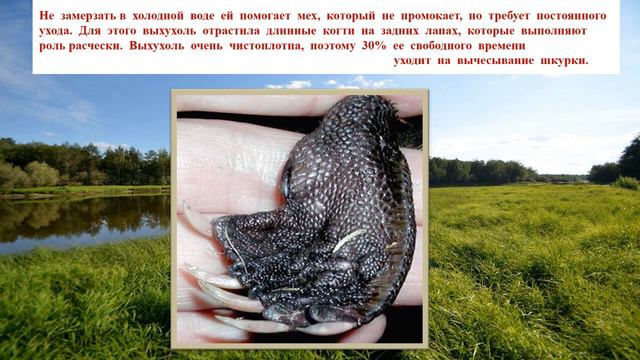 Видеопрезентация «Знакомьтесь – русская выхухоль» (12+) смотреть онлайн