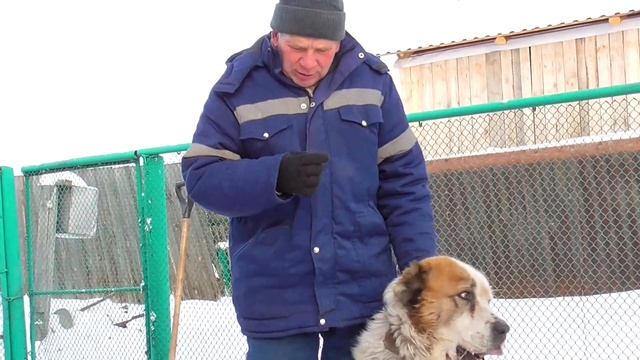 Бажениты вешают собак профилактика гельминтоза вид сеновала смотреть онлайн