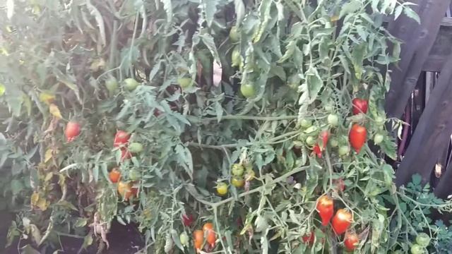 №32 "Легенда Тарасенко". Сорта помидоров. Выращивание помидоров. Огород. Сад. Томаты. смотреть онлайн